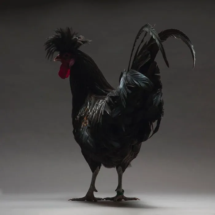 We Photographed Hundreds Of The Most Beautiful Chickens, And Just Look At Them!