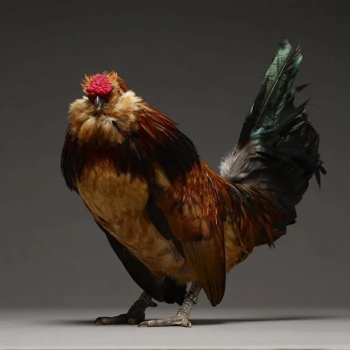 He fotografiado a cientos de las más bellas gallinas, ¡solo hay que verlas!