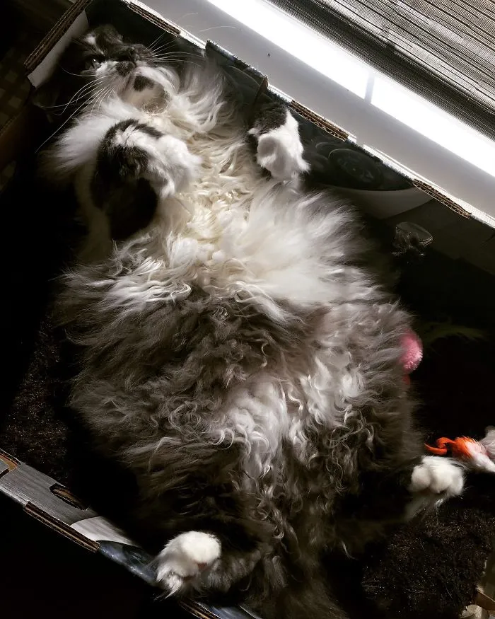 People Are Posting Pics Of Their Cats Stretching, And It’s Hilarious (198 Pics)