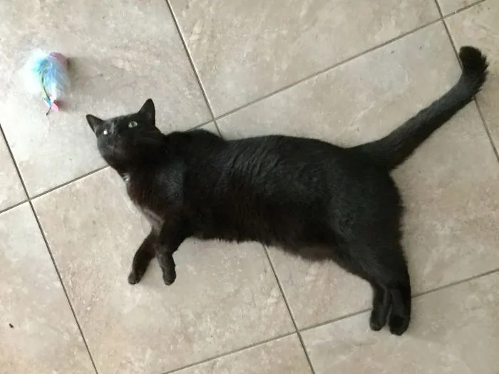 People Are Posting Pics Of Their Cats Stretching, And It’s Hilarious (198 Pics)