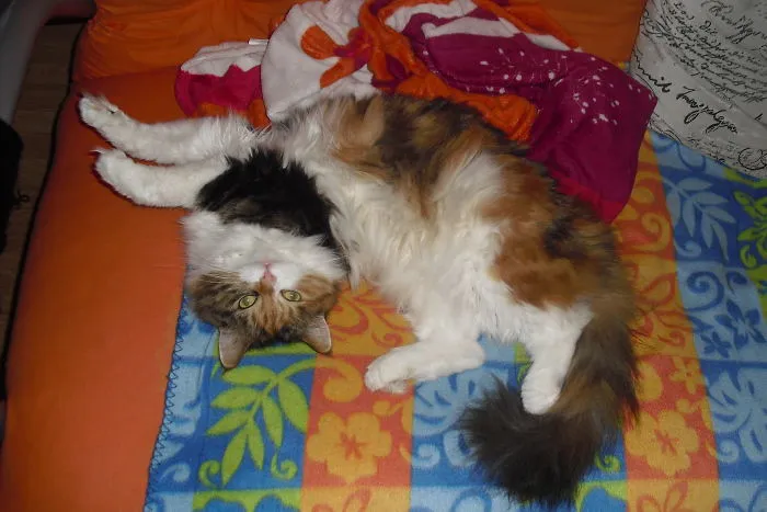People Are Posting Pics Of Their Cats Stretching, And It’s Hilarious (198 Pics)
