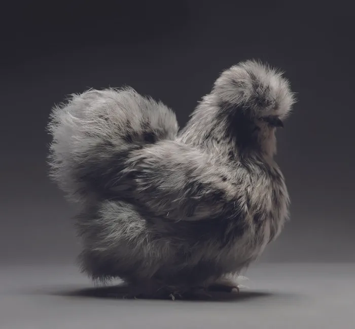 Chickens Are Just Stunning.