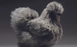 We Photographed Hundreds Of The Most Beautiful Chickens, And Just Look At Them!
