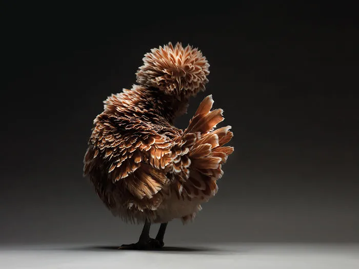 We Photographed Hundreds Of The Most Beautiful Chickens, And Just Look At Them!