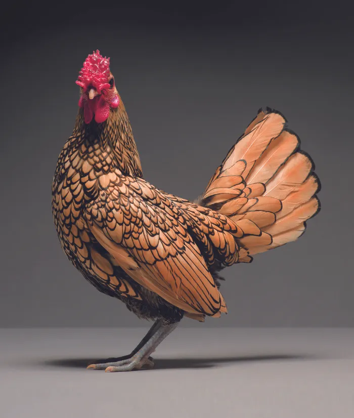 Chickens Are Just Stunning.