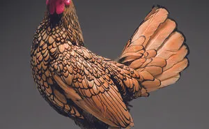 We Photographed Hundreds Of The Most Beautiful Chickens, And Just Look At Them!