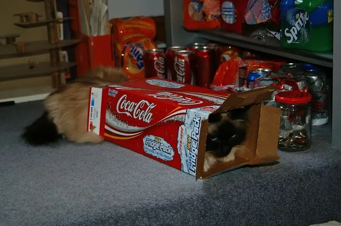 He Used To Fit Completely When He Was A Kitten