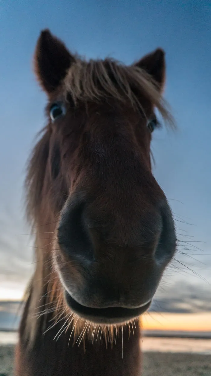 Silly Icelandic Horse