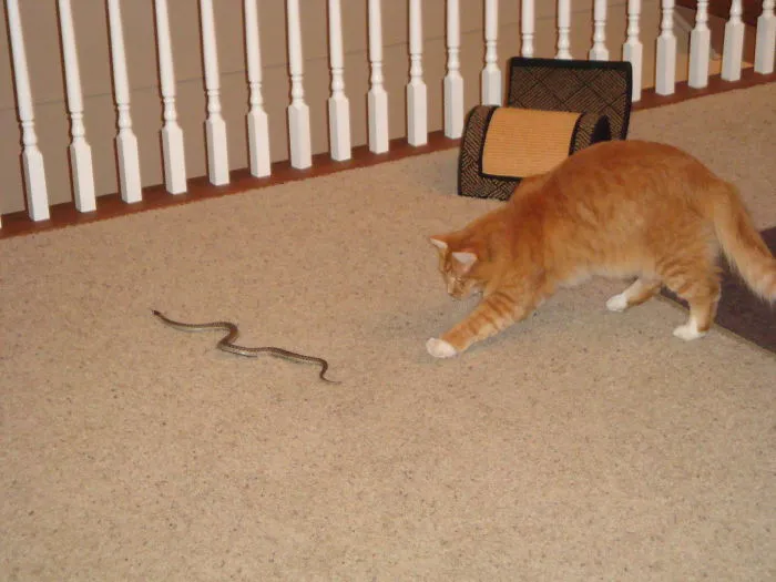 I'm Just Gonna Play With My New Toy In The House...