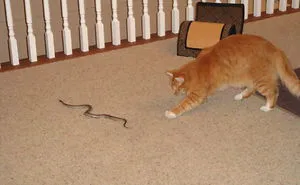 Get A Cat They Said, It Will Be Fun They Said… (Add Yours)