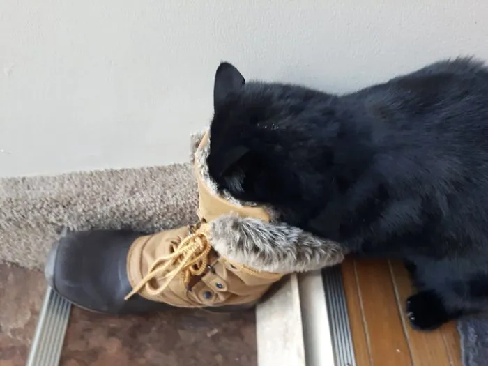 My Cat, Riker, Isn't The Sharpest Claw In The Paw. I Have No Idea What He's Doing.