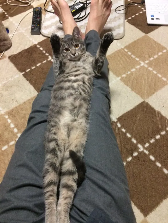 People Are Posting Pics Of Their Cats Stretching, And It’s Hilarious (198 Pics)