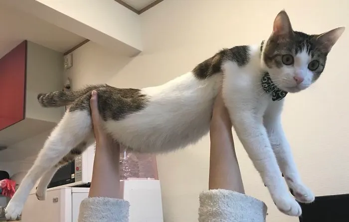 People Are Posting Pics Of Their Cats Stretching, And It’s Hilarious (198 Pics)