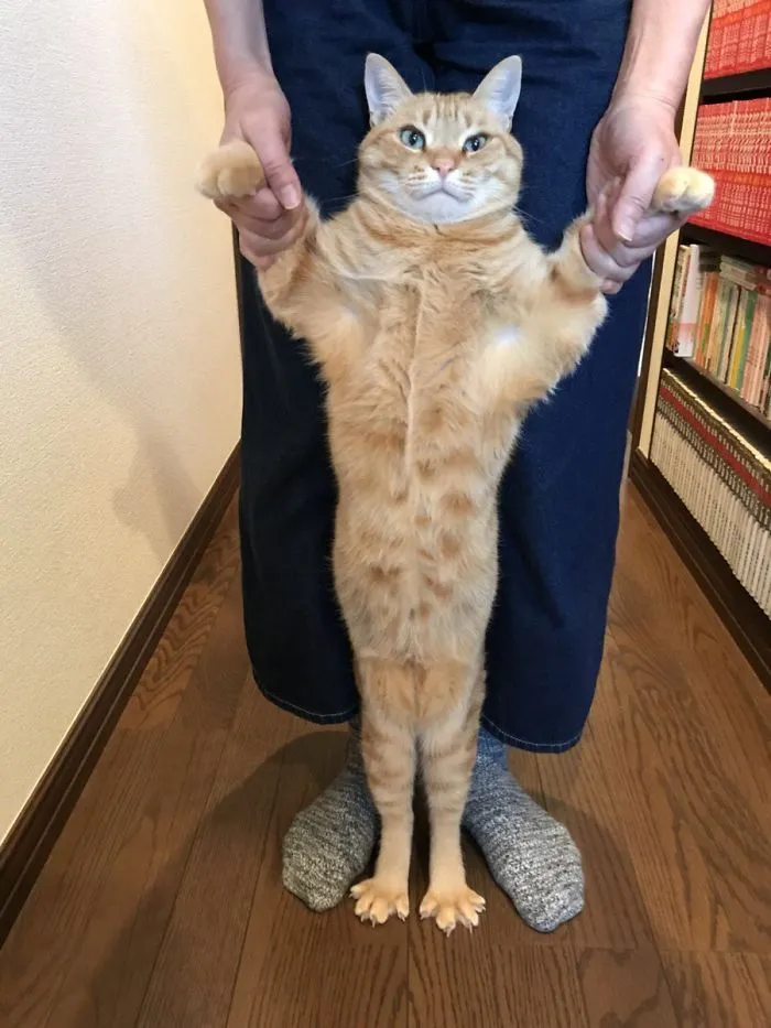 People Are Posting Pics Of Their Cats Stretching, And It’s Hilarious (198 Pics)