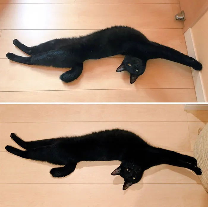 People Are Posting Pics Of Their Cats Stretching, And It’s Hilarious (198 Pics)