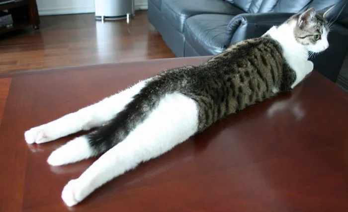People Are Posting Pics Of Their Cats Stretching, And It’s Hilarious (198 Pics)