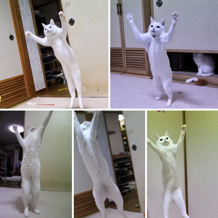 People Are Posting Pics Of Their Cats Stretching, And It’s Hilarious (198 Pics)