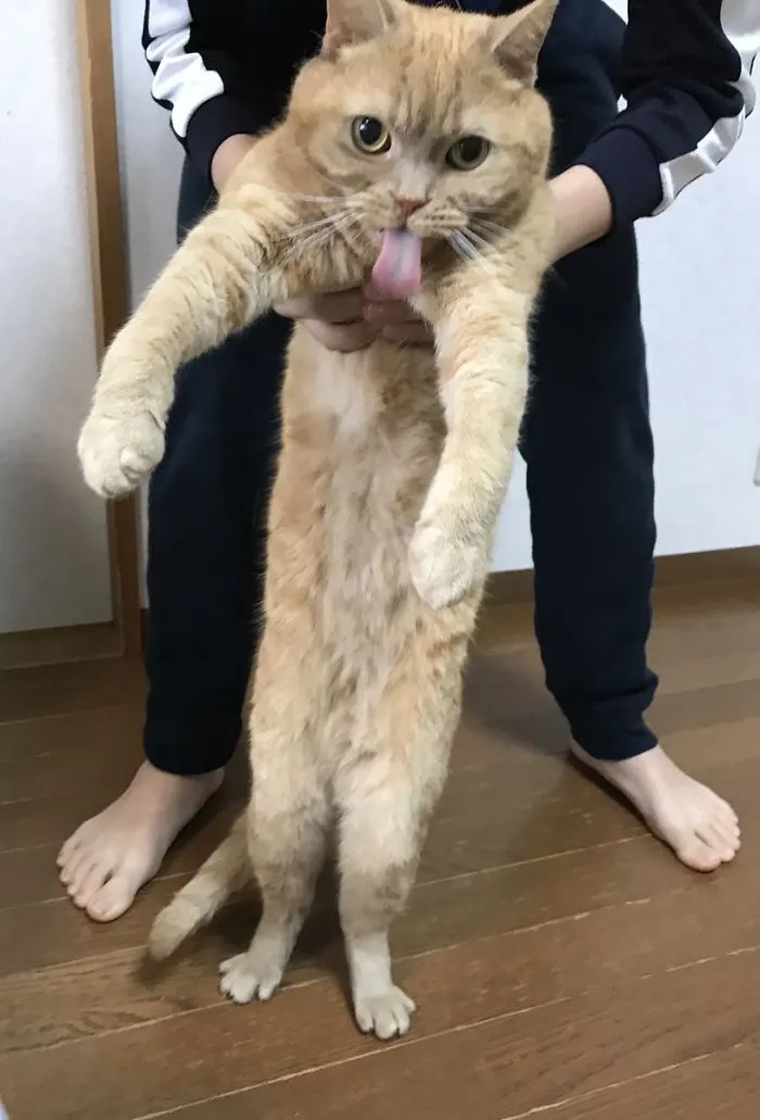 People Are Posting Pics Of Their Cats Stretching, And It’s Hilarious (198 Pics)
