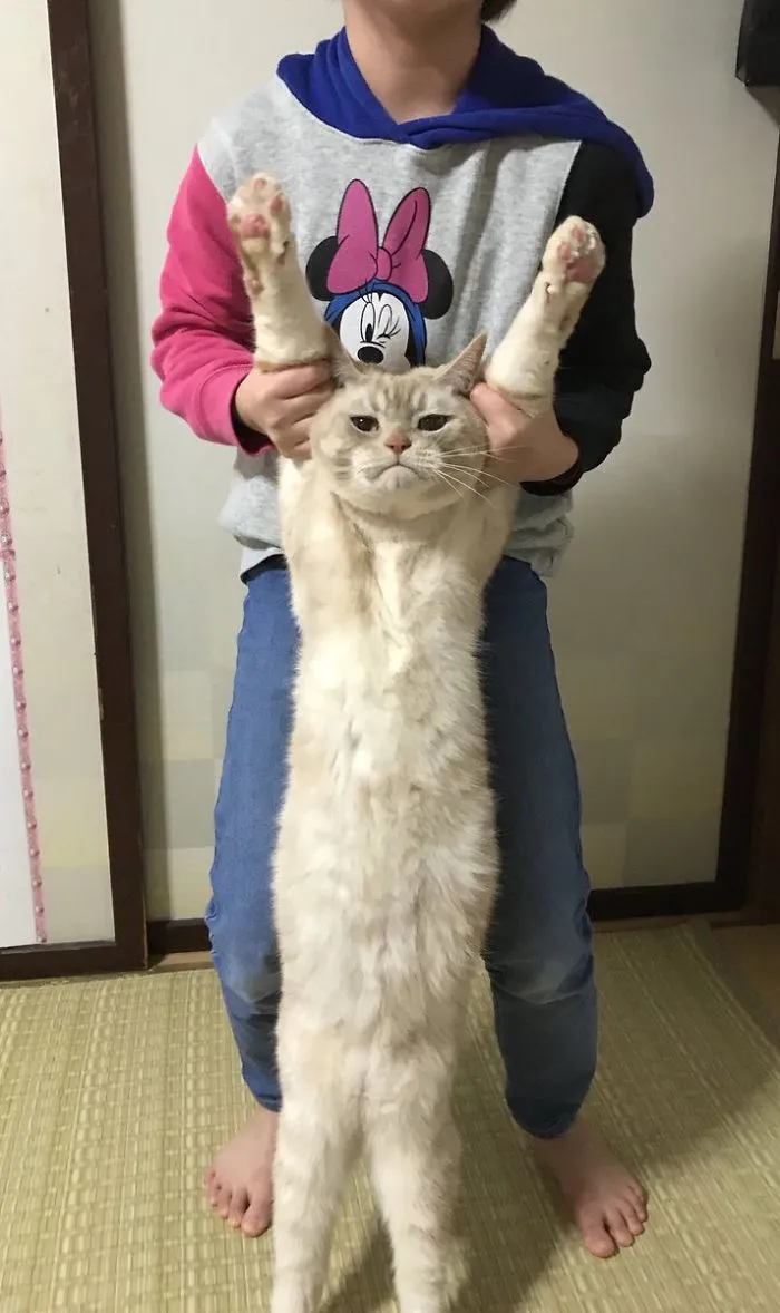 People Are Posting Pics Of Their Cats Stretching, And It’s Hilarious (198 Pics)