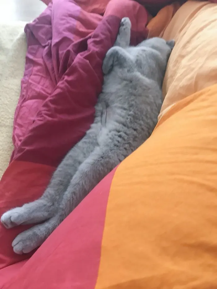 People Are Posting Pics Of Their Cats Stretching, And It’s Hilarious (198 Pics)