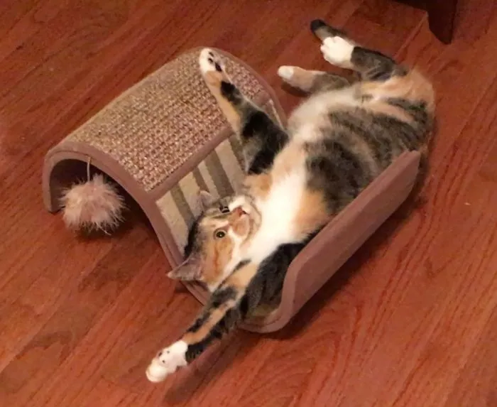 People Are Posting Pics Of Their Cats Stretching, And It’s Hilarious (198 Pics)