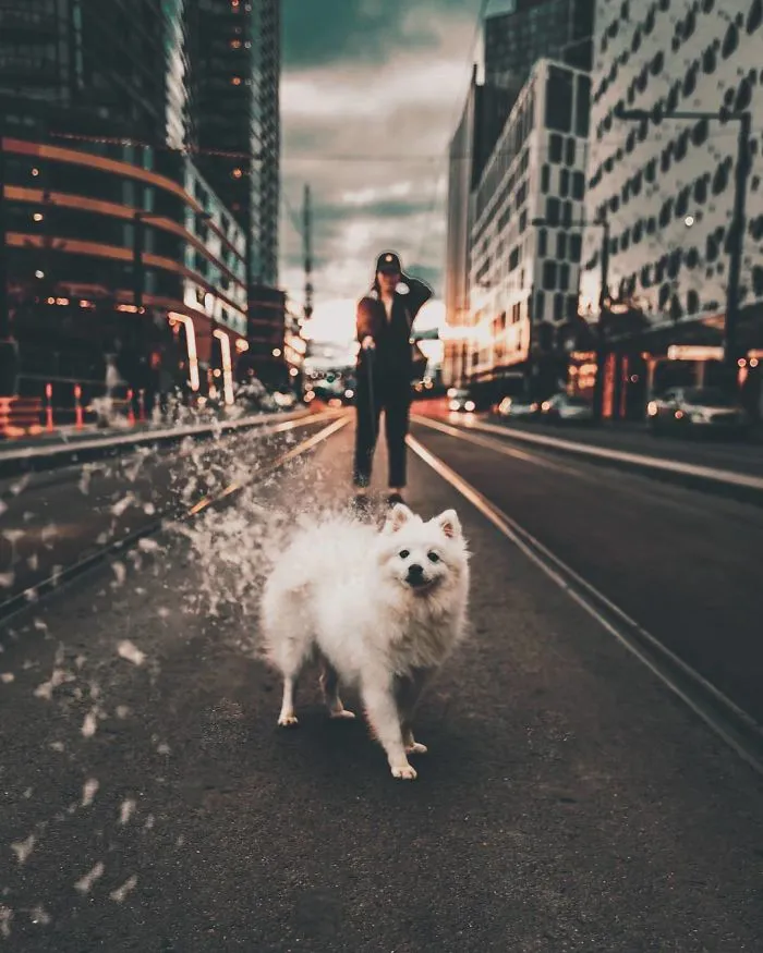 Fun Day With Pets