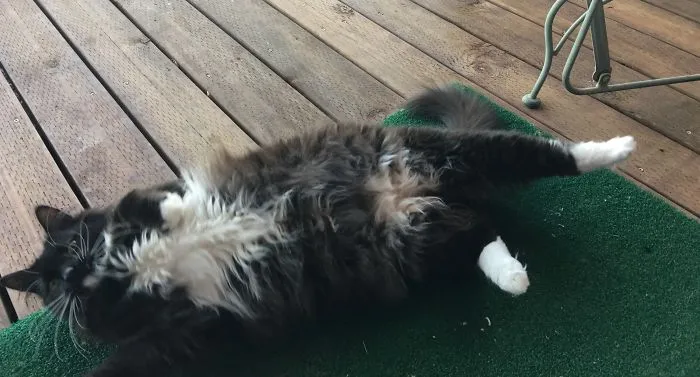 People Are Posting Pics Of Their Cats Stretching, And It’s Hilarious (198 Pics)