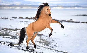 If DreamWorks' Spirit: Stallion Of The Cimarron Moved To Norway