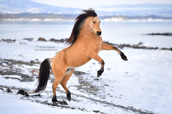 If DreamWorks' Spirit: Stallion Of The Cimarron Moved To Norway