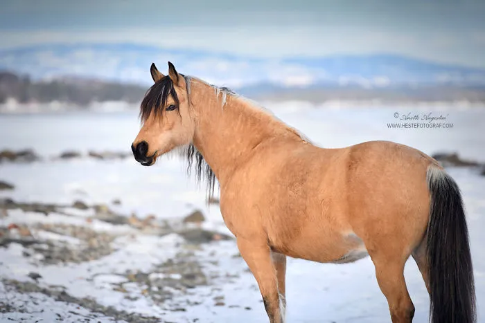 If DreamWorks' Spirit: Stallion Of The Cimarron Moved To Norway