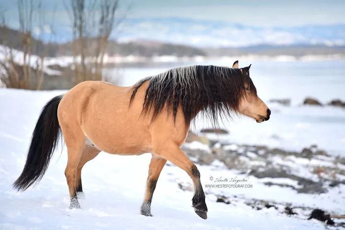 If DreamWorks' Spirit: Stallion Of The Cimarron Moved To Norway