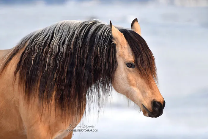If DreamWorks' Spirit: Stallion Of The Cimarron Moved To Norway