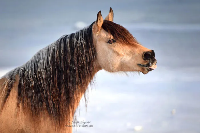 If DreamWorks' Spirit: Stallion Of The Cimarron Moved To Norway
