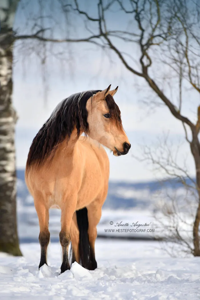 If DreamWorks' Spirit: Stallion Of The Cimarron Moved To Norway