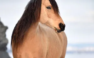 If DreamWorks' Spirit: Stallion Of The Cimarron Moved To Norway