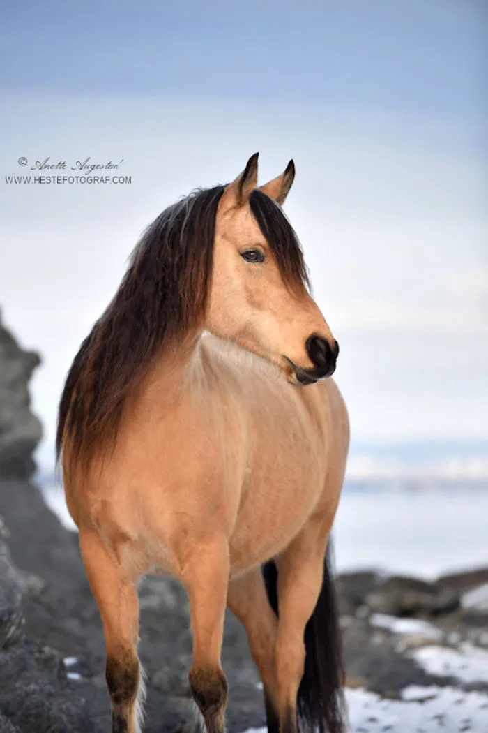 If DreamWorks' Spirit: Stallion Of The Cimarron Moved To Norway
