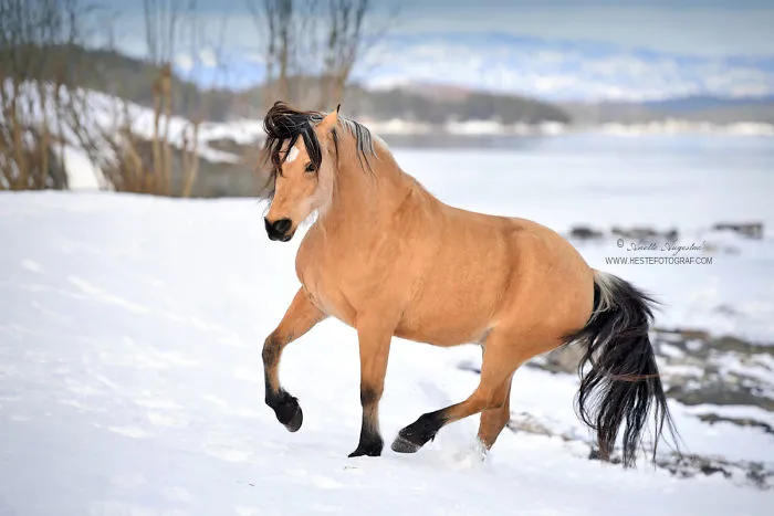 If DreamWorks' Spirit: Stallion Of The Cimarron Moved To Norway