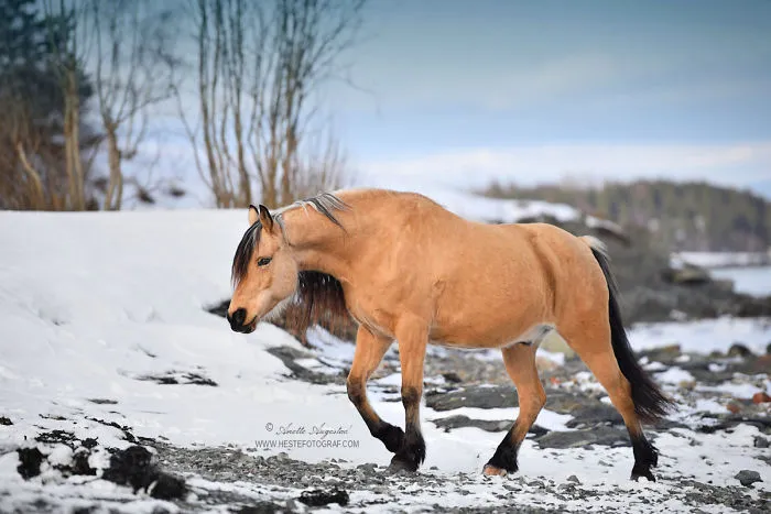 If DreamWorks' Spirit: Stallion Of The Cimarron Moved To Norway