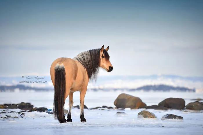 If DreamWorks' Spirit: Stallion Of The Cimarron Moved To Norway