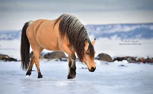 If DreamWorks' Spirit: Stallion Of The Cimarron Moved To Norway