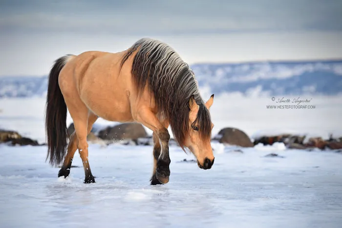 If DreamWorks' Spirit: Stallion Of The Cimarron Moved To Norway