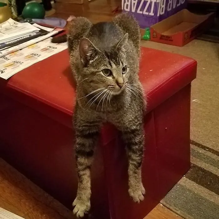 People Are Posting Pics Of Their Cats Stretching, And It’s Hilarious (198 Pics)