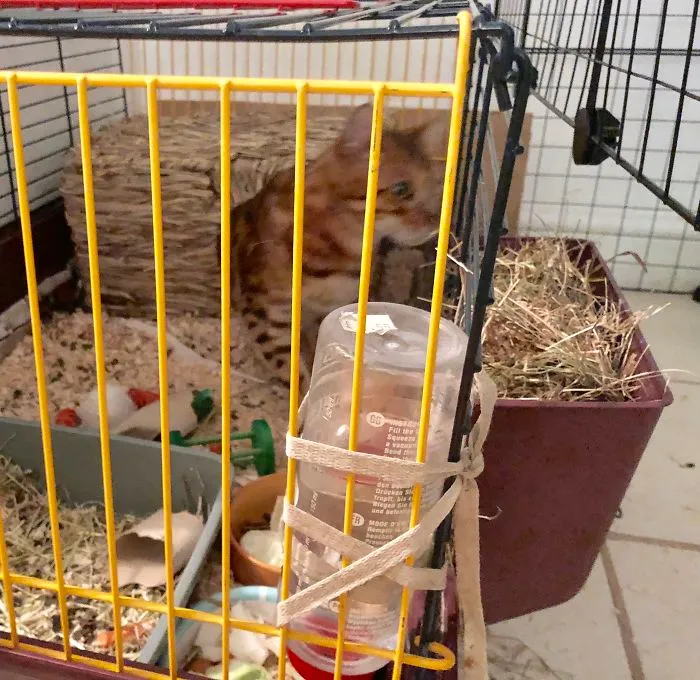 I’ve Come To The Conclusion My Cat Is Jealous Of My Rabbit