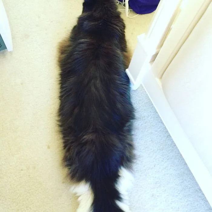People Are Posting Pics Of Their Cats Stretching, And It’s Hilarious (198 Pics)