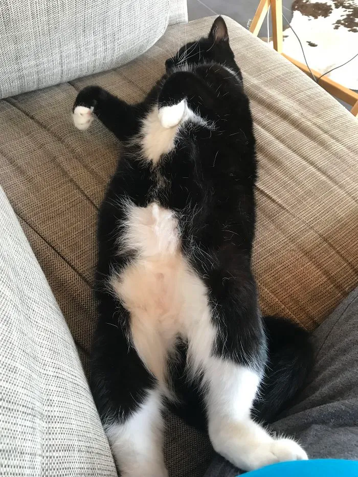 People Are Posting Pics Of Their Cats Stretching, And It’s Hilarious (198 Pics)