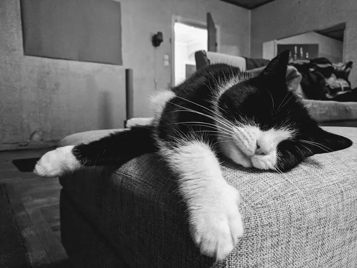 People Are Posting Pics Of Their Cats Stretching, And It’s Hilarious (198 Pics)