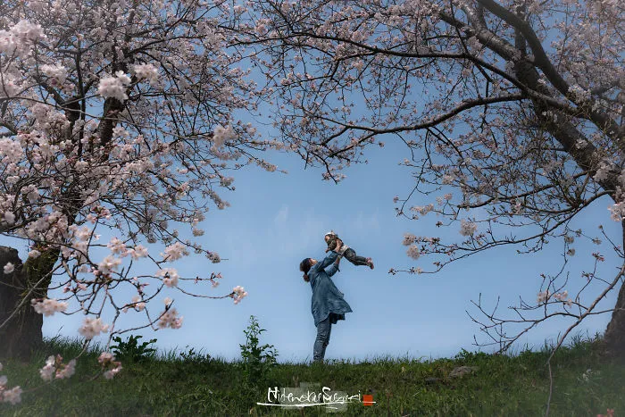 Beauty Of Blooming Sakuras Captured In Gorgeous Pictures