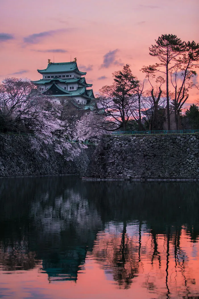 Beauty Of Blooming Sakuras Captured In Gorgeous Pictures