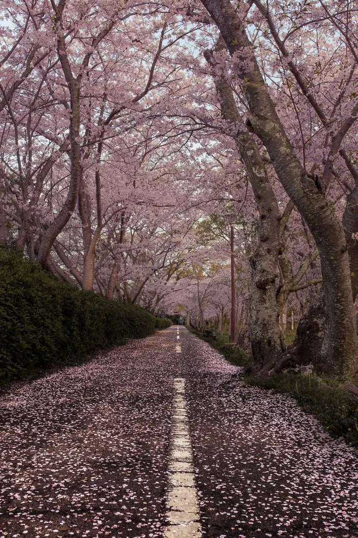 Beauty Of Blooming Sakuras Captured In Gorgeous Pictures
