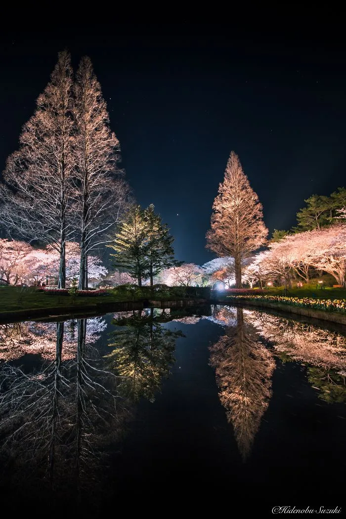 Beauty Of Blooming Sakuras Captured In Gorgeous Pictures